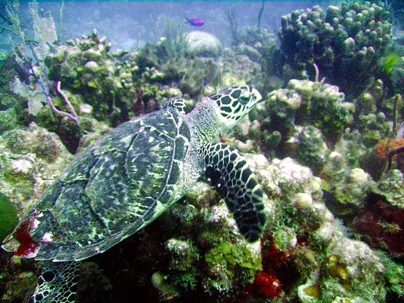19 Turtley fantastiska fakta om den fyrögda sköldpaddan