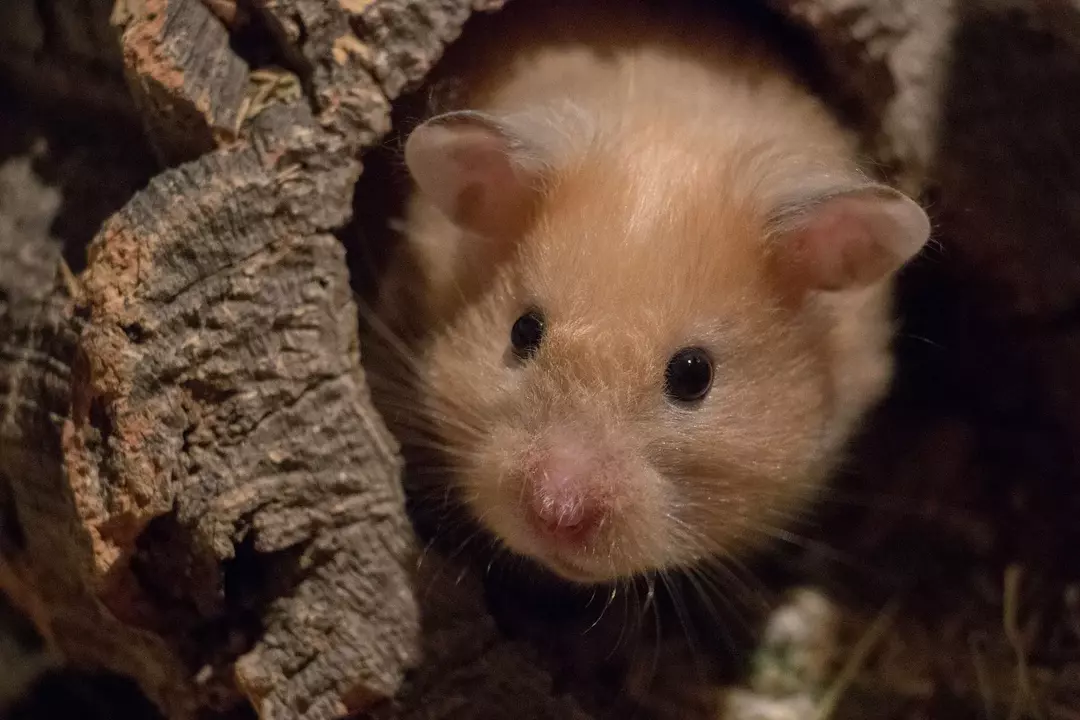 Hamster Scream: რას ნიშნავს ეს და რატომ აკეთებენ ამას
