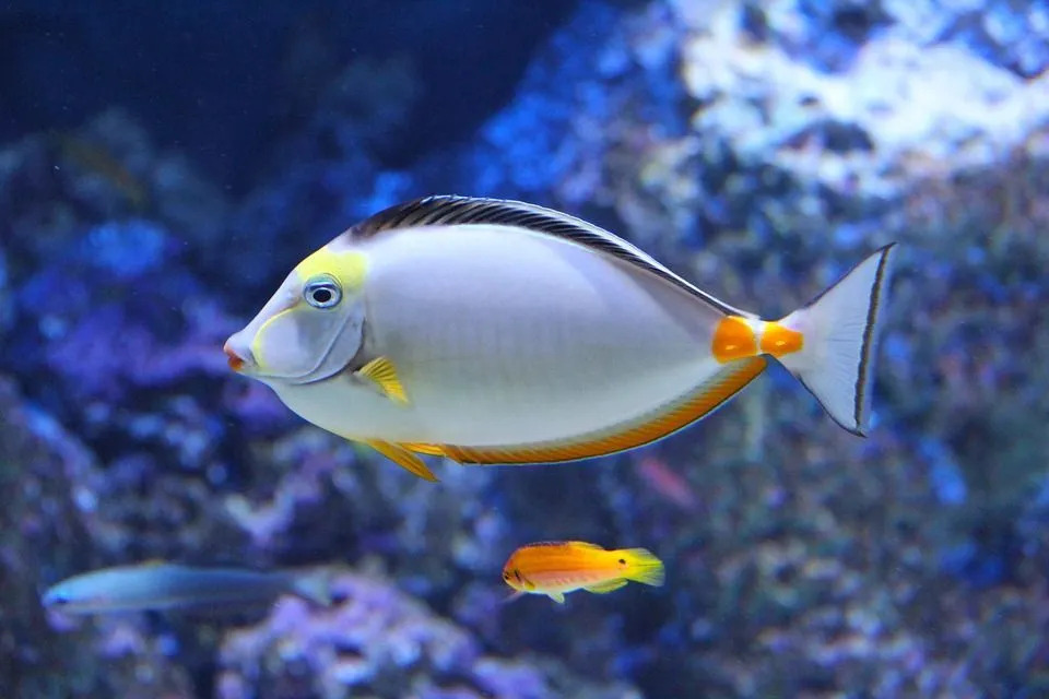 Do Fish Pee The Ultimate Guide to Excretion In Fish