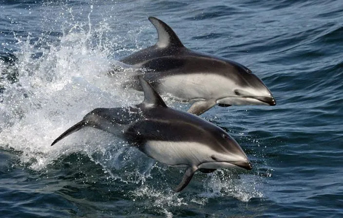 Linksmi Ramiojo vandenyno baltųjų delfinų faktai vaikams