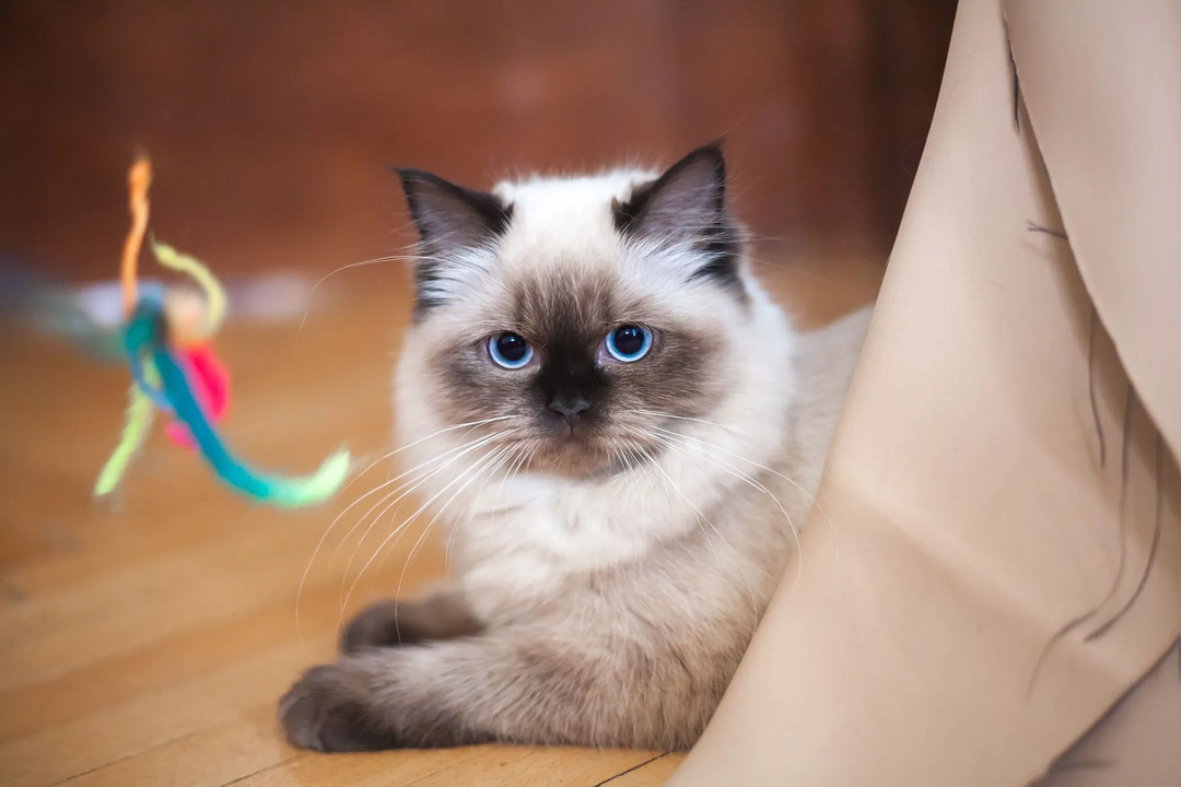 ¿Por qué los ojos de los gatos se dilatan? Cómo leer las pupilas de tu gatito
