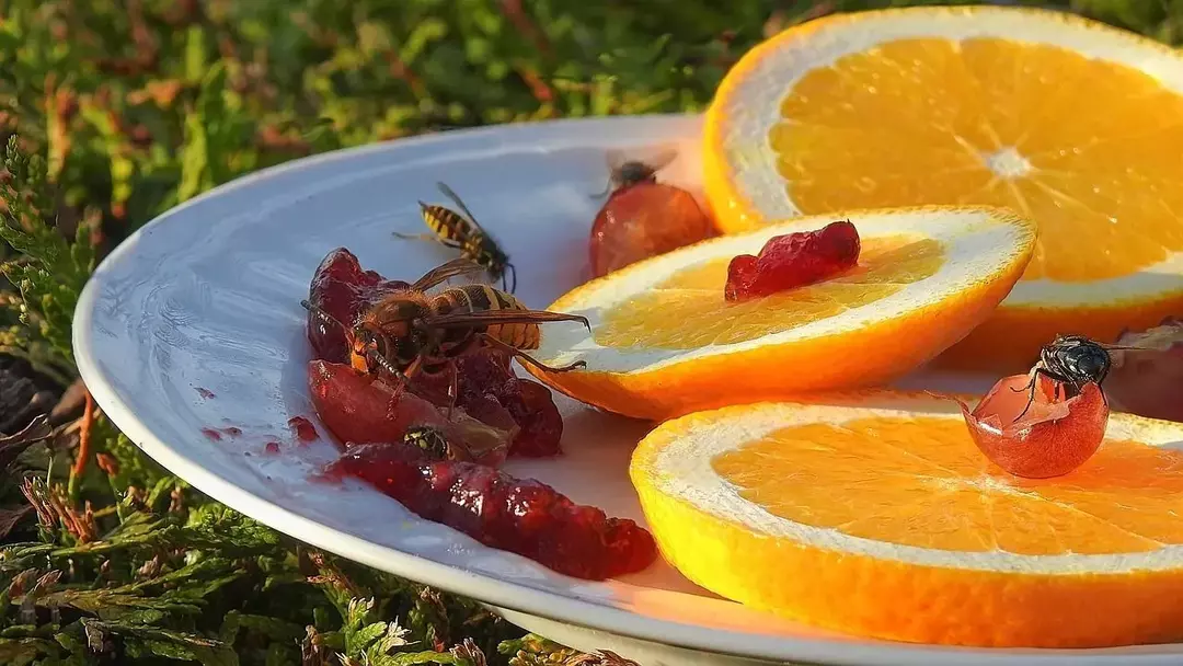 I moscerini della frutta sono nocivi? Cosa succede se li mangi
