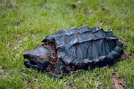 Alligator Snapping Turtle Bite: Alt du trenger å vite