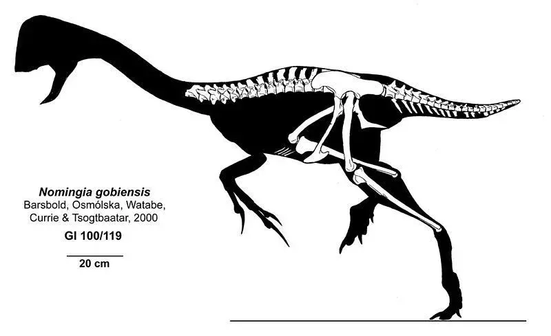 노밍기아는 가벼운 공룡이었다.