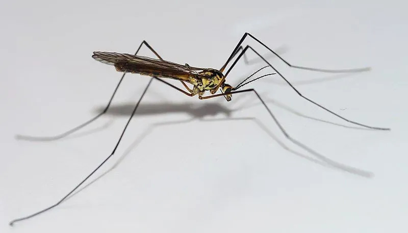 Забавне чињенице о мушици ждрала за децу