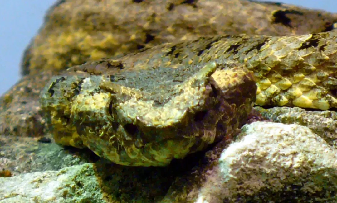 Вижте тези страхотно готини факти за Horned Pit Viper