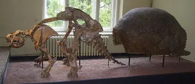 Visste du? 17 otroliga Glyptodon-fakta