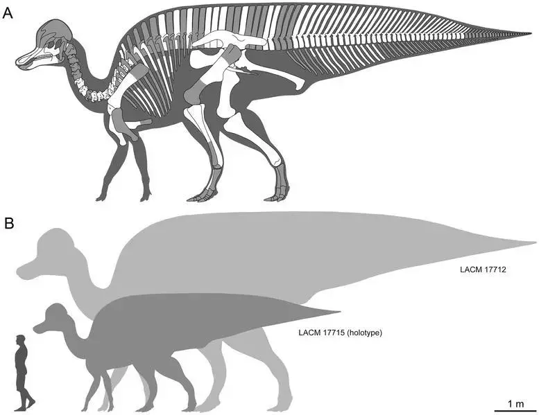 17 dinóatka Magnapaulia tény, amelyet a gyerekek imádni fognak