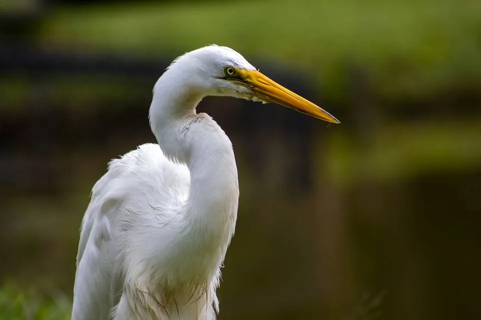 Egrets har en lang og buet hals, med en lang nebb.