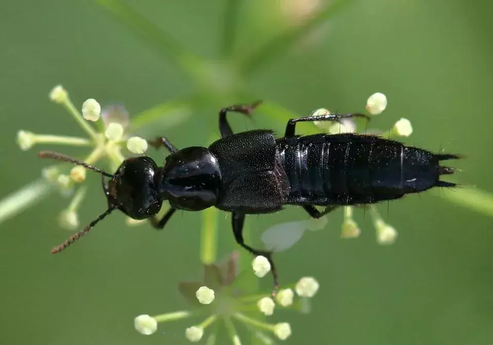 Utrolige fakta om Rove Beetle som du aldri vil glemme