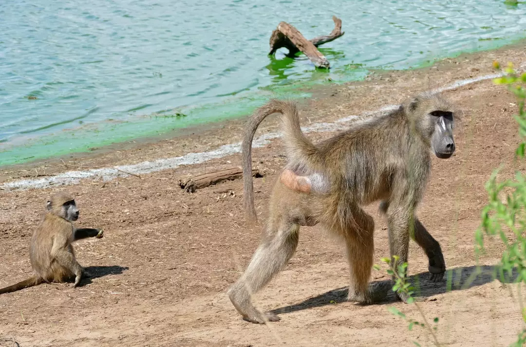 ¿Sabías? 17 hechos increíbles del babuino Chacma