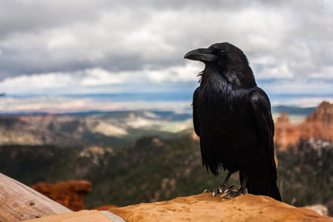 Grackle vs Crow Íme, hogyan lehet megkülönböztetni a két fekete madarat