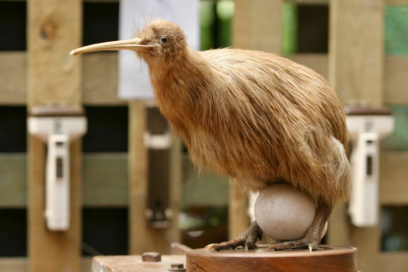Oeuf d'oiseau Kiwi Quelle est sa taille Combien de temps faut-il pour éclore et plus