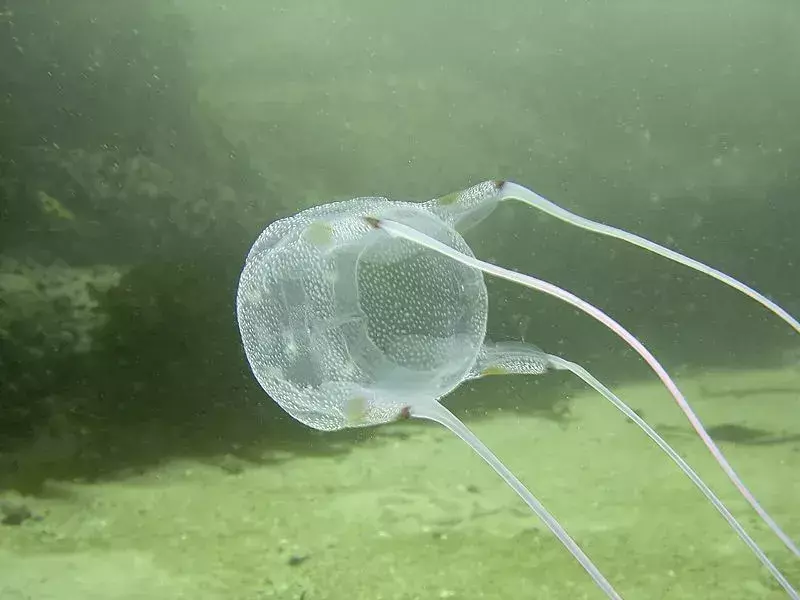 Забавне чињенице о медузама за децу