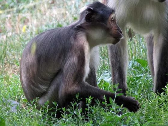 A los entusiastas de los primates les encantaría leer datos sobre el mangabey con hollín.
