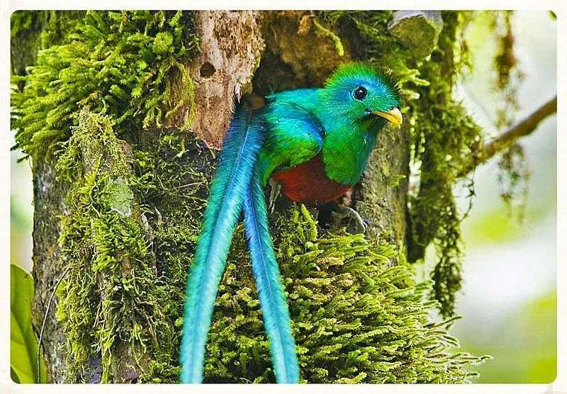 Morsomme Quetzal-fakta for barn