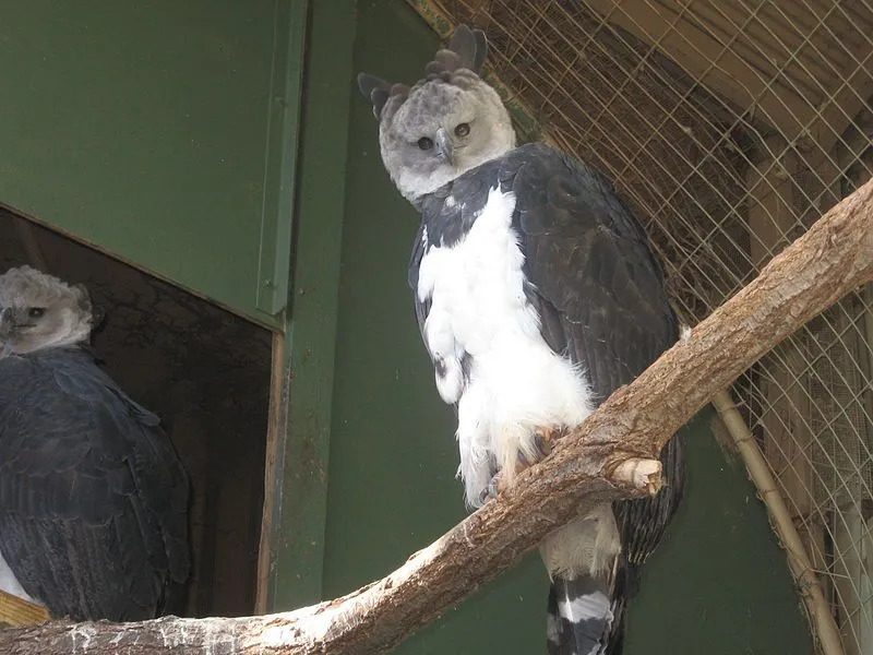 Amaze-wing Dejstva o Harpy Eagle za otroke