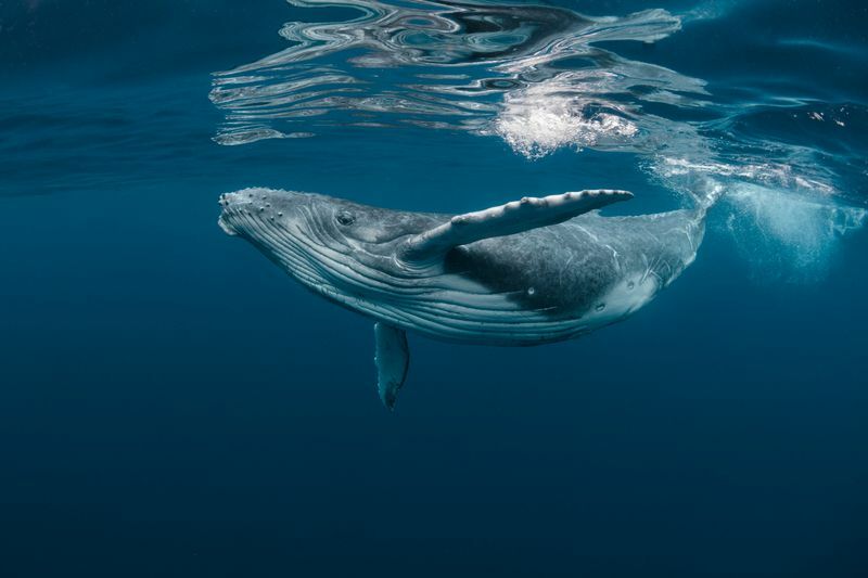 Que mangent les baleines à bosse ici, c'est tout ce que vous devez savoir
