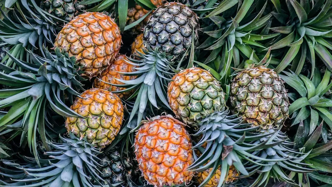 111 ananasų mitybos faktų apie skanius atogrąžų vaisius