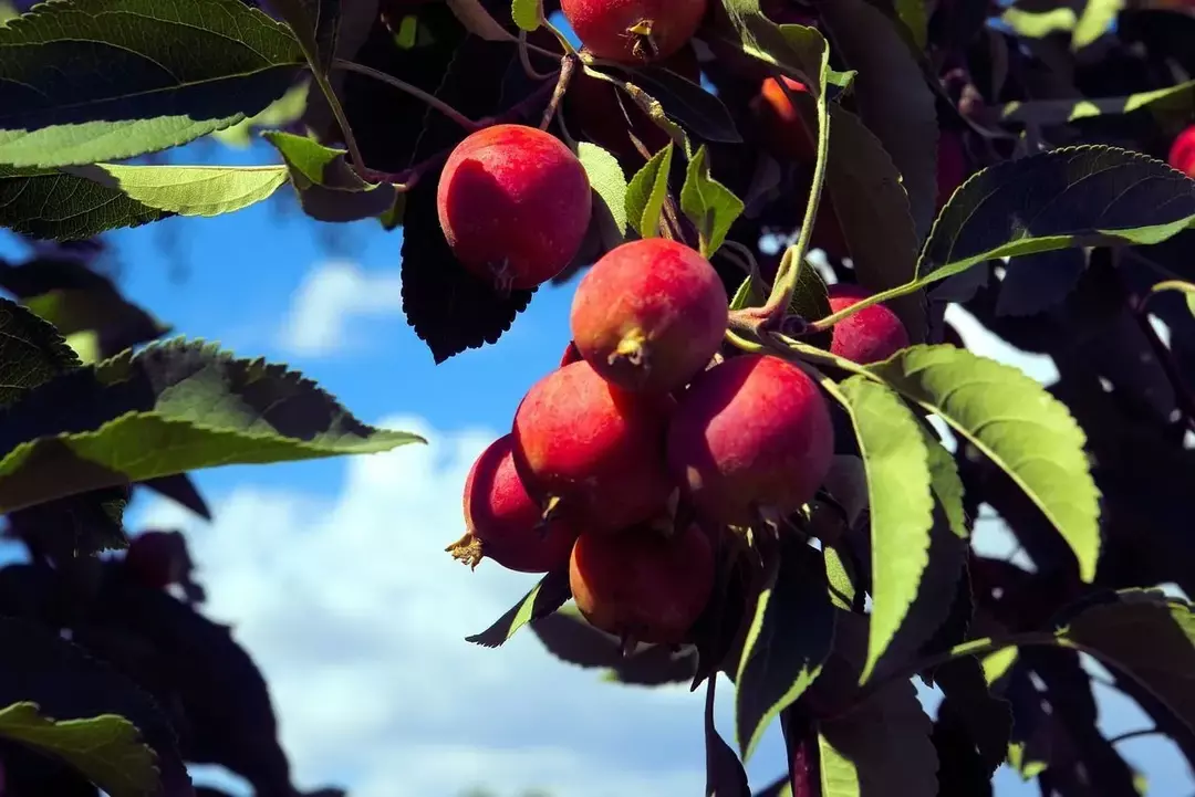 52 Чињенице о дрвету ракове јабуке: идентификација, употреба, станиште и још много тога