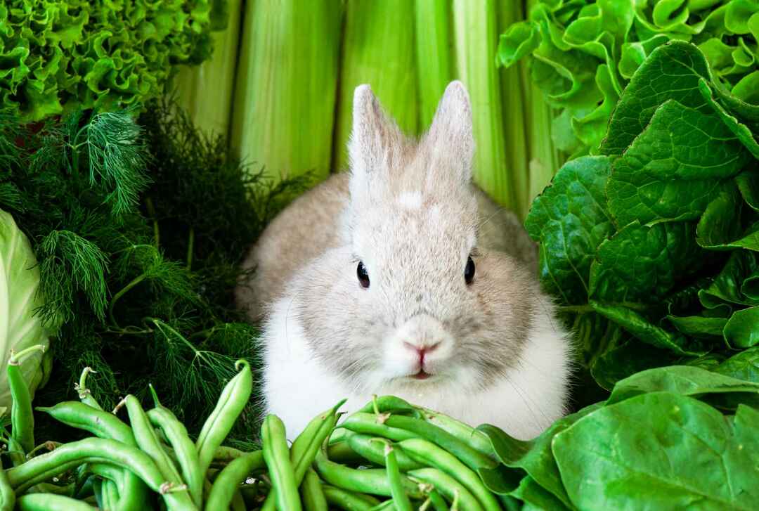 Kan kaniner ha vindruvor Fantastiska fruktfakta som alla ägare borde veta