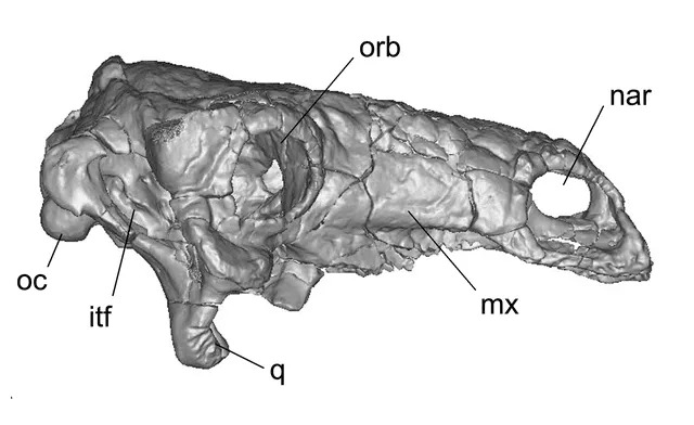 Pawpawsaurus má přes záda pancéřový plát.