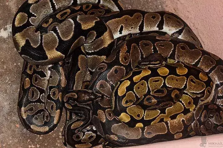 Royal Python: 15 tény, amit nem fogsz elhinni!