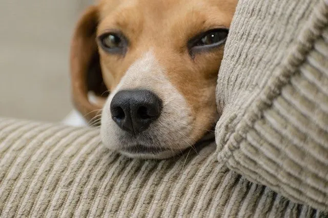 100+ bästa beaglenamn för din nya valp