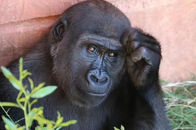 Gorillaer er bemerkelsesverdige skapninger som må beskyttes.