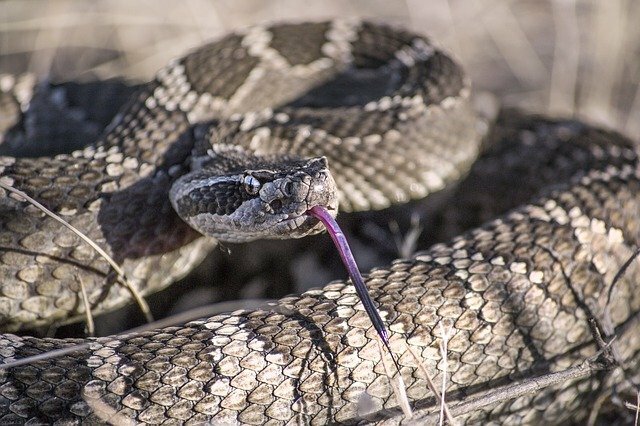 Czy jastrzębie jedzą węże Dowiedz się, dlaczego dieta jastrzębia naprawdę grzechota węże
