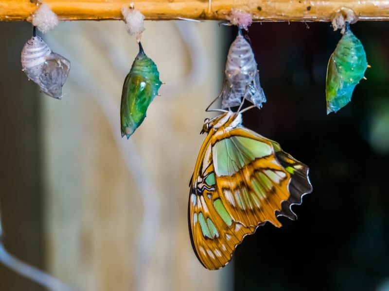 Caterpillar Cocoon Komplett Process Att Förvandlas Till En Fjäril