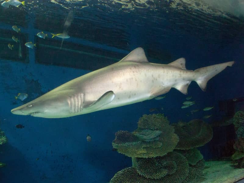 Morsomme Pondicherry Shark Fakta for barn