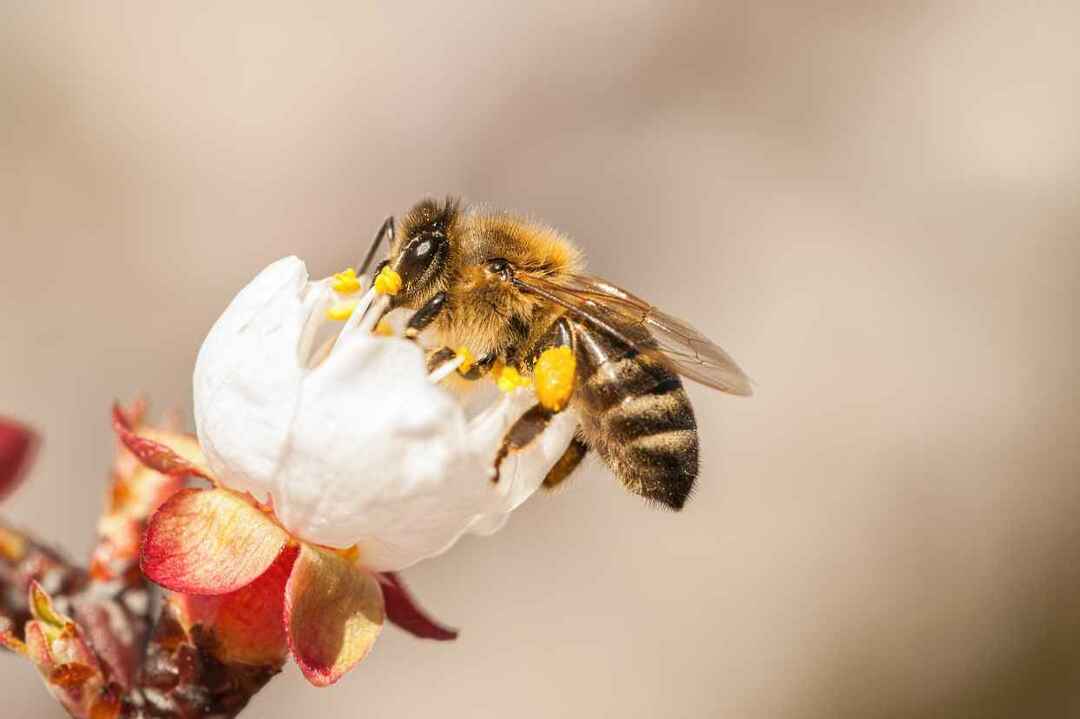 Går bin i viloläge surrar de för att sova under vintern