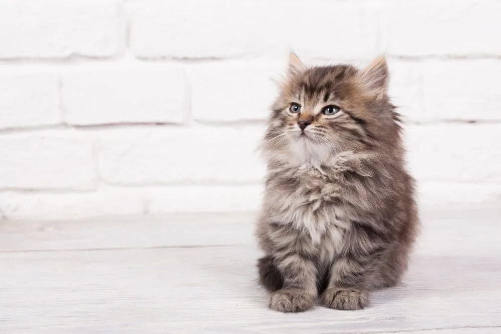 En søt, luftig katt som sitter foran en hvit murvegg