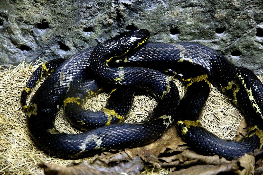 Rotteslanger er blant de største ikke-giftige slangene.