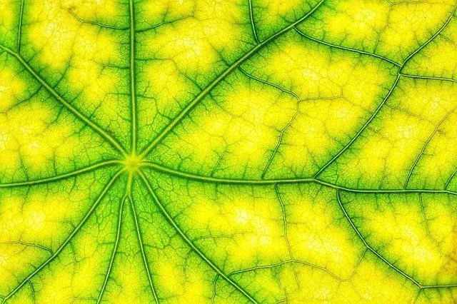 31 fakta om fotosyntese: Vit hvordan planter lager sin egen mat!