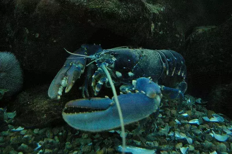Обикновеният син омар се среща изобилно във водите на Атлантическия океан.