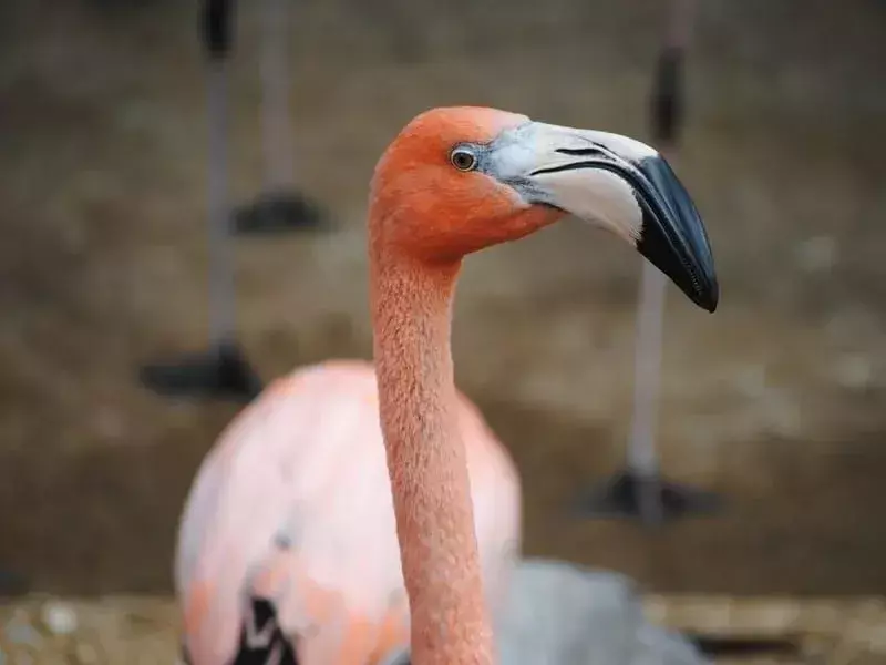 Çocuklar İçin Amerikan Flamingo Hakkında Şaşırtıcı Gerçekler