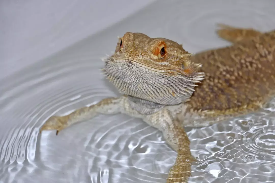 Bearded Dragon Bath: Hvorfor, når og hvordan du bader "Beardie"