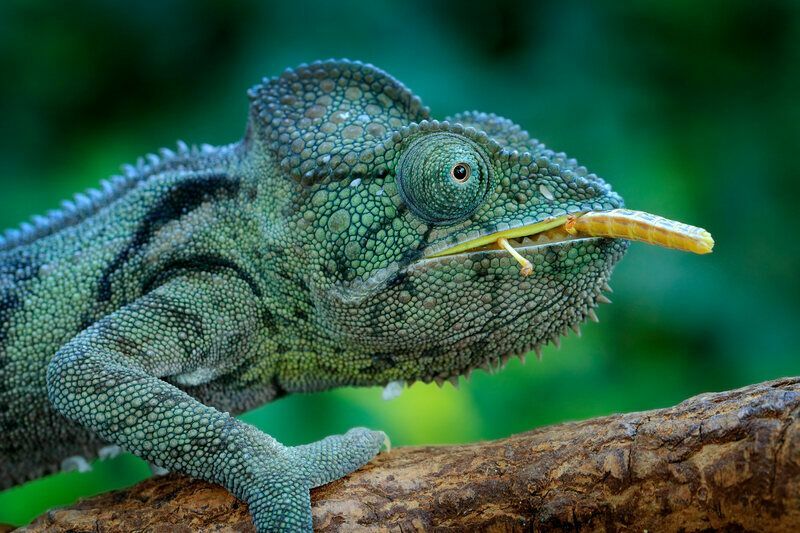Atskleista chameleono gyvenimo trukmė įdomūs faktai apie jų amžių