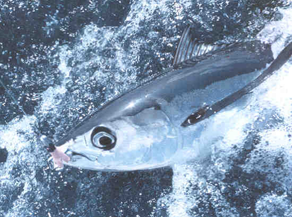 דגי טונה אלבקור נלכדים בשיטות דיג שונות.