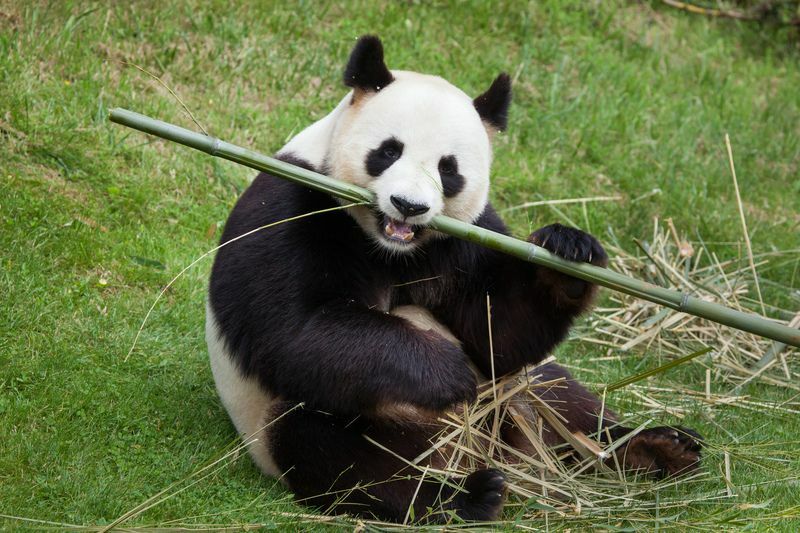 Går pandaer i dvale Hvorfor er de mer aktive om vinteren?