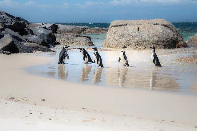 Afrikanske pingviner har en karakteristisk svart stripe, noe som gjør dem gjenkjennelige