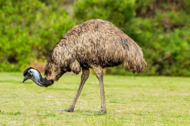 Emu Fakta Allt du behöver veta om den utmärkta Emu