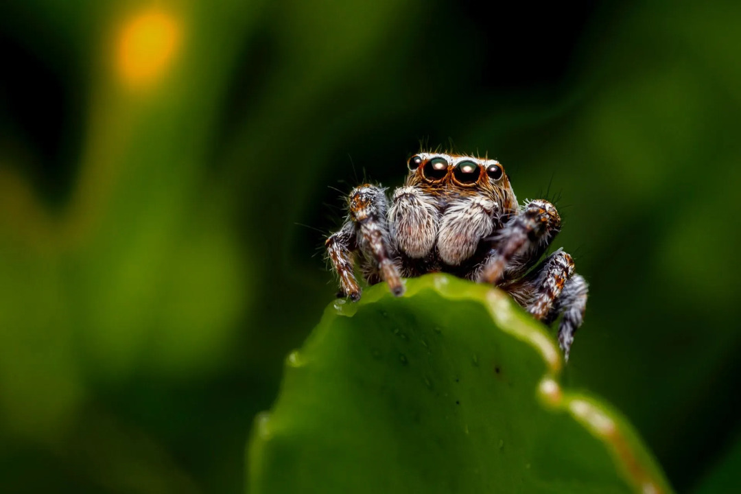 Otrolig vitsvansad spindelfakta för nyfikna barn