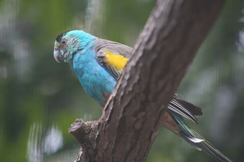 Интересные факты о райских попугаях для детей