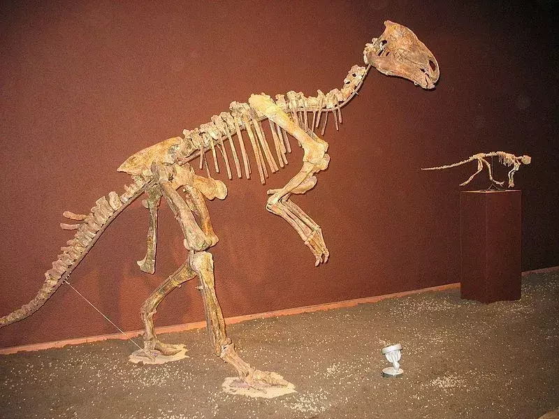 האם ידעת? 21 עובדות מדהימות על בוריאנוזאורוס