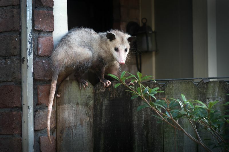 Opossum de Virginie femelle adulte.