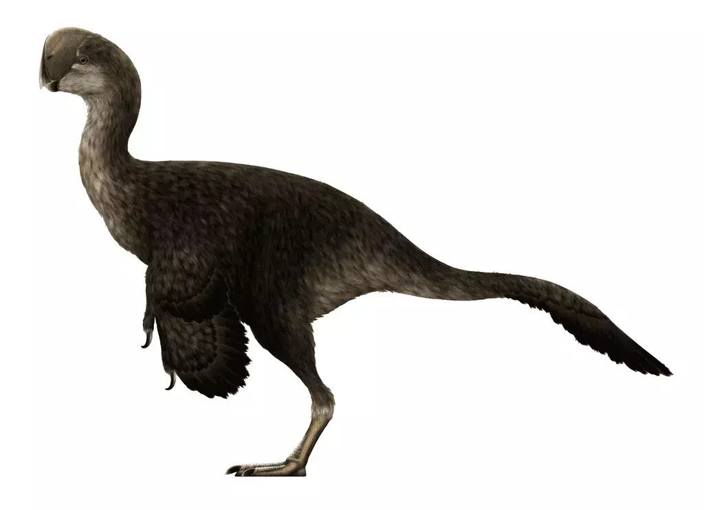 أطلق هنري فيرفيلد أوزبورن على نوع نوع Oviraptor.
