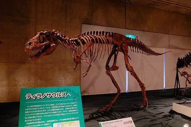 Deinodon-slekten kan senere beskrives som en del av andre slekter som Gorgosaurus eller Aublysodon.